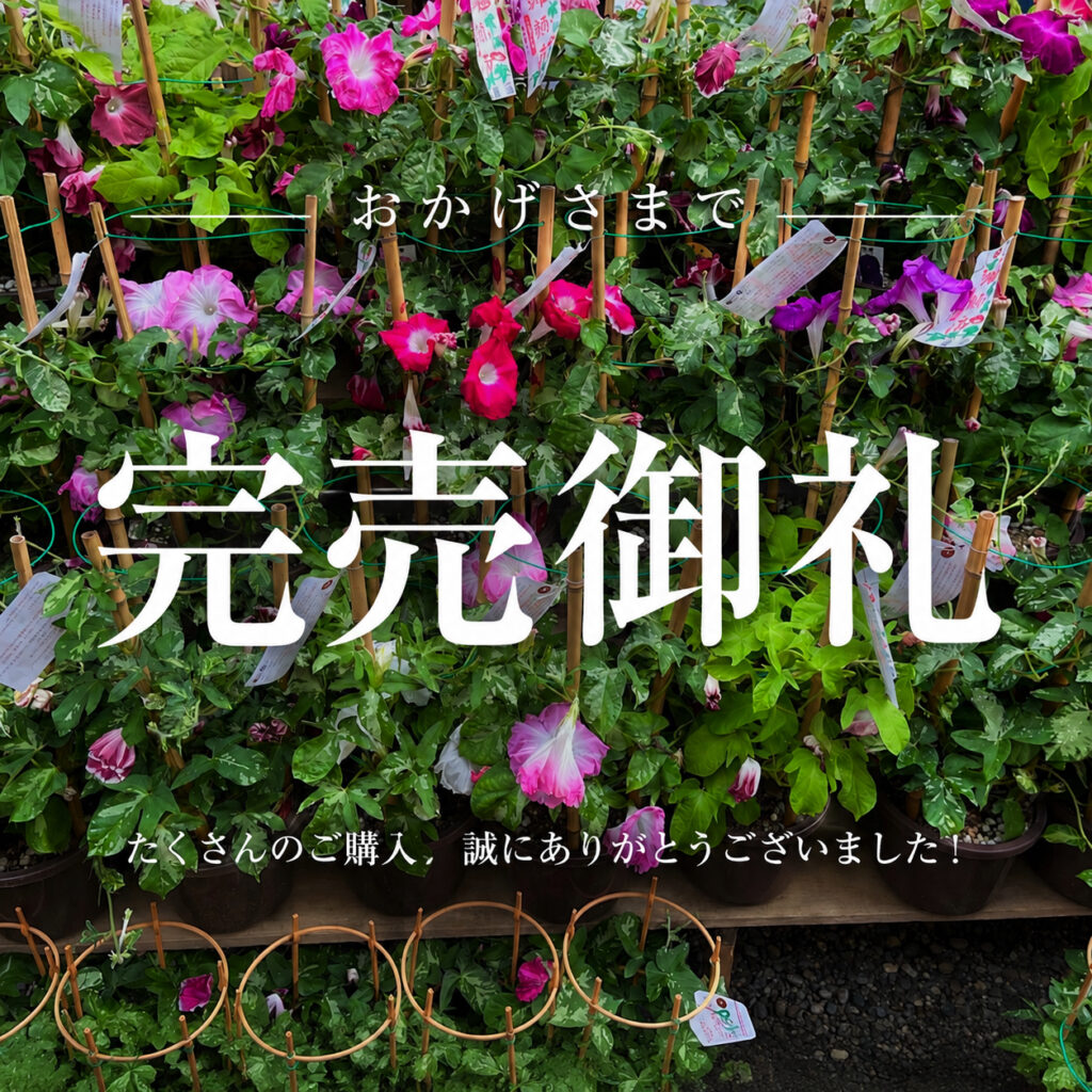 入谷朝顔まつり 鉢の販売について